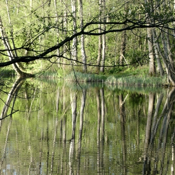 Bäume spiegeln sich im Fluss